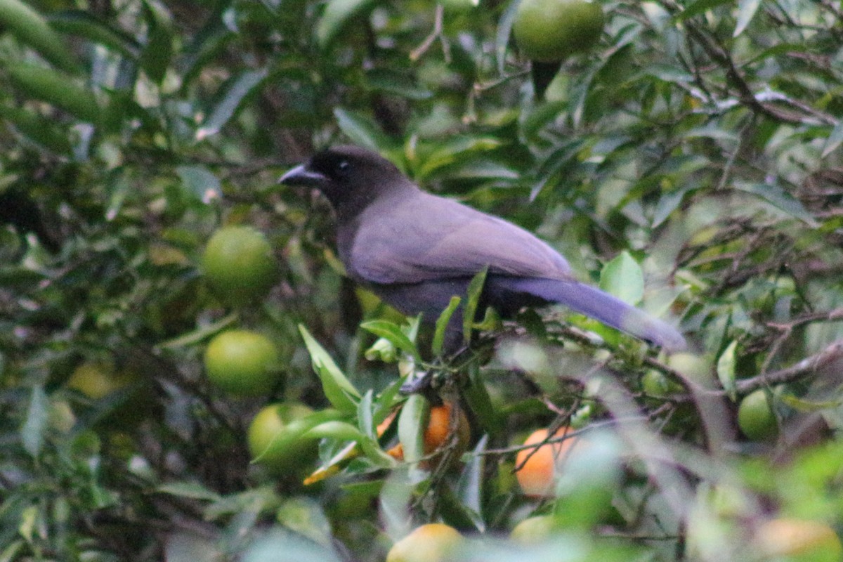 Purplish Jay - Gabriel Paschetta