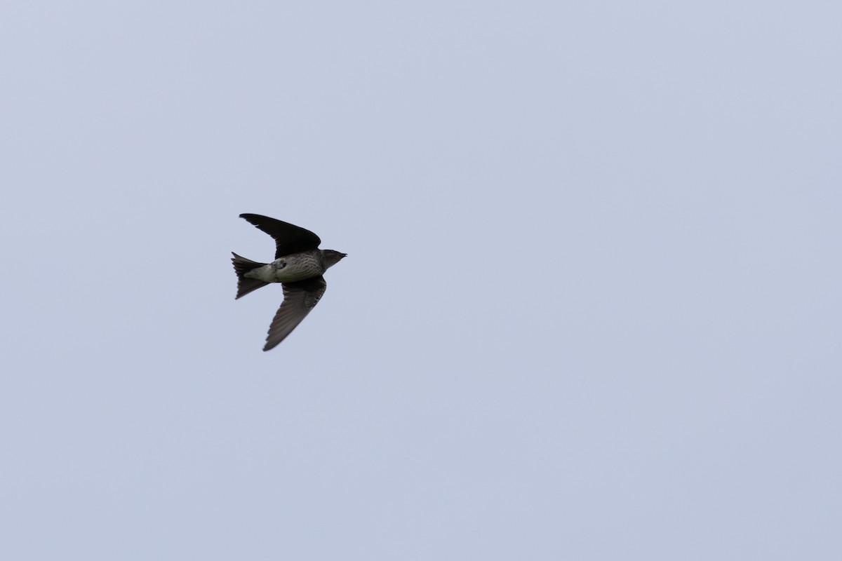 Purple Martin - ML619458450