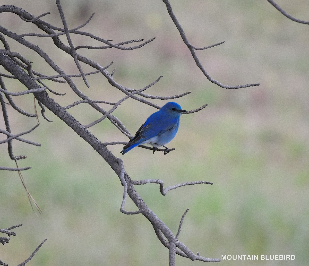 Mountain Bluebird - Wayne Diakow