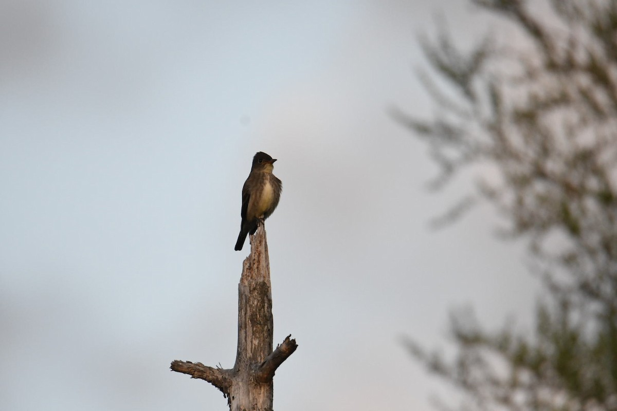 Olive-sided Flycatcher - Ezekiel Dobson