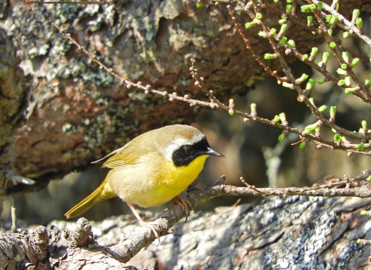 Common Yellowthroat - Ray Wershler