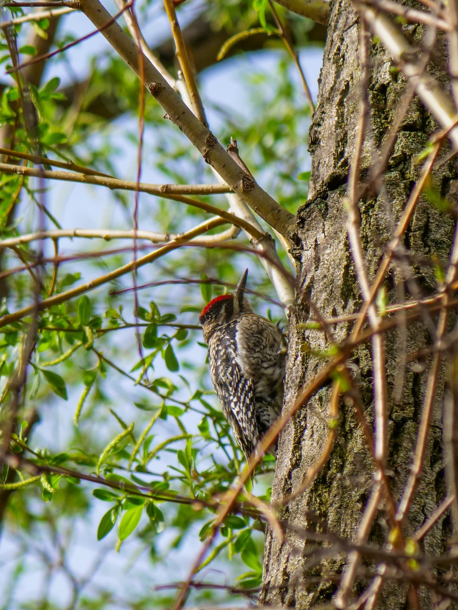 Yellow-bellied Sapsucker - Bob Izumi