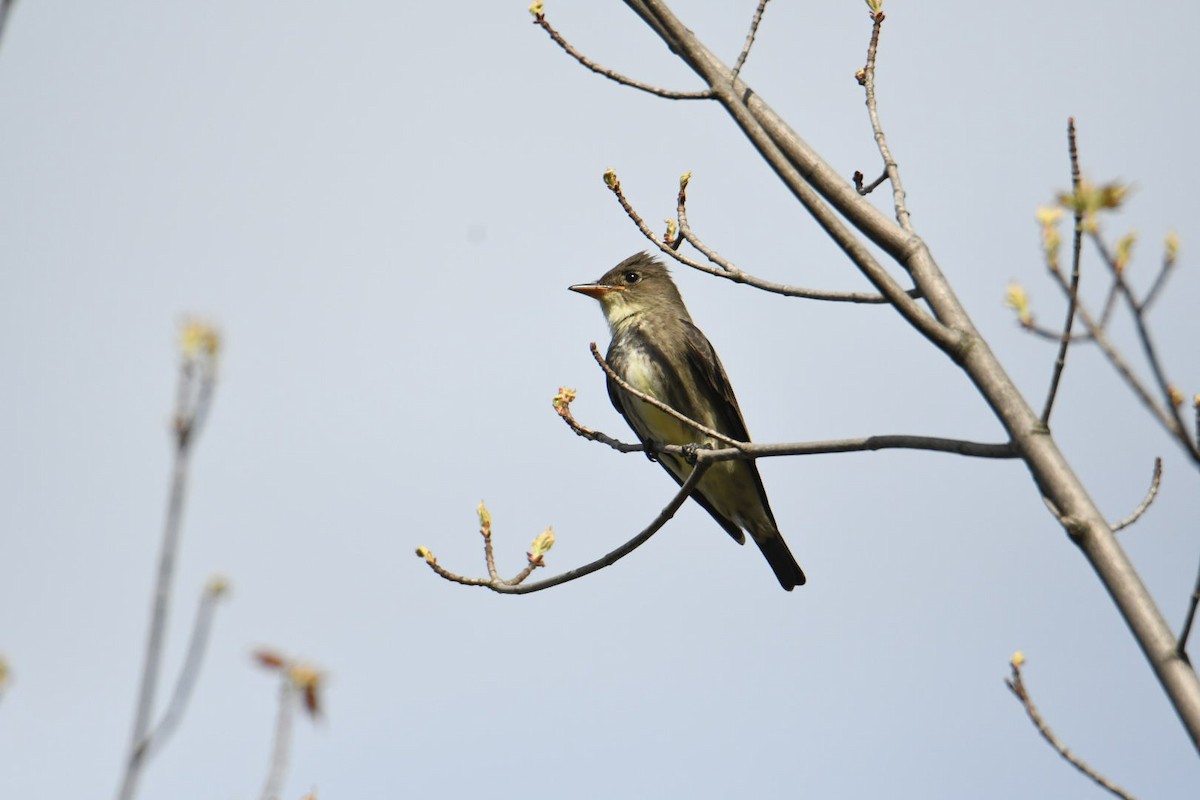 Olive-sided Flycatcher - Ezekiel Dobson