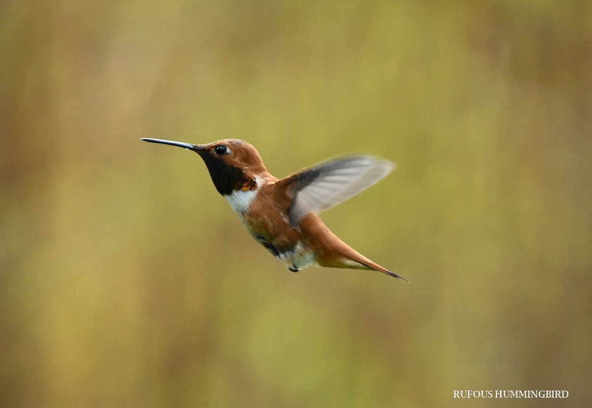 Rufous Hummingbird - Wayne Diakow