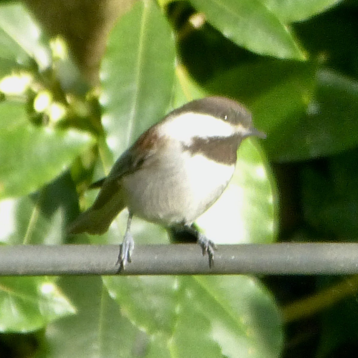 Chestnut-backed Chickadee - Anonymous