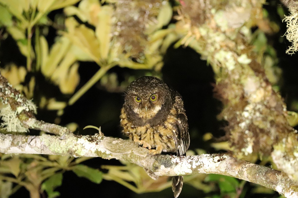 White-throated Screech-Owl - ML619458484