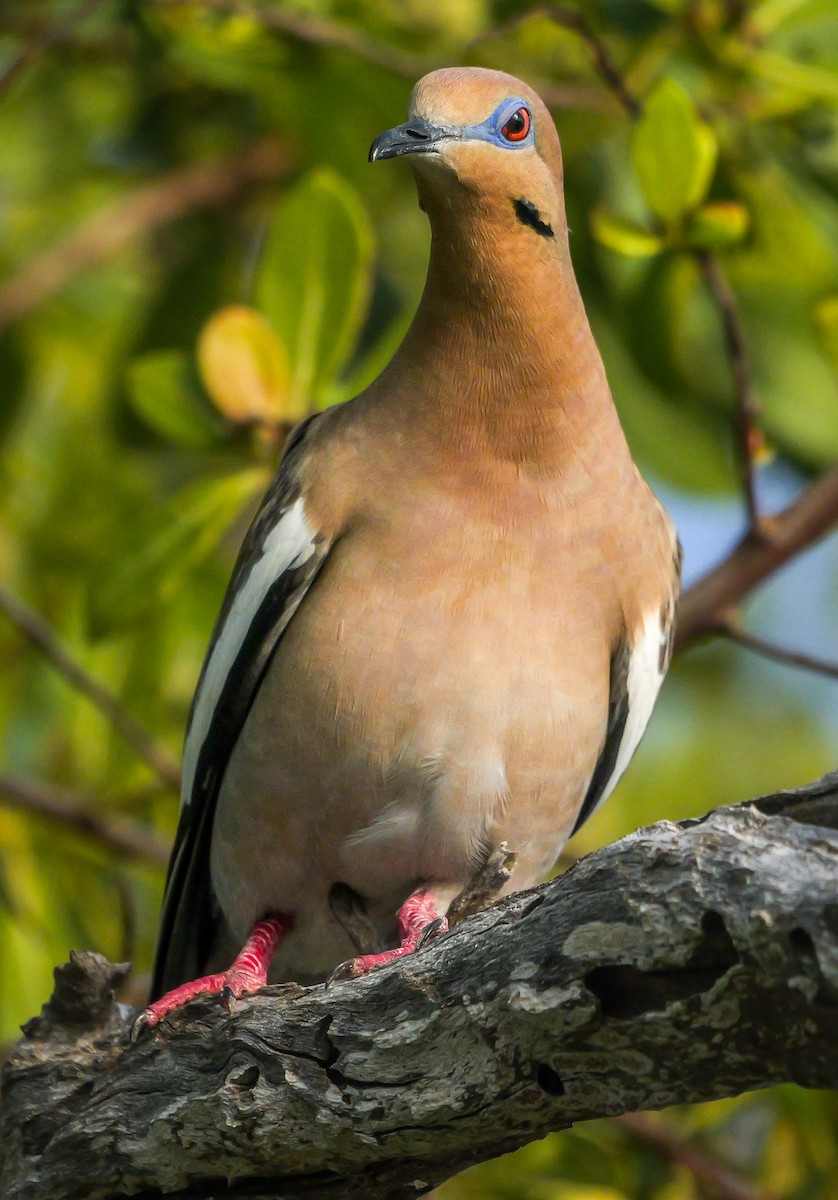 White-winged Dove - Roger Horn