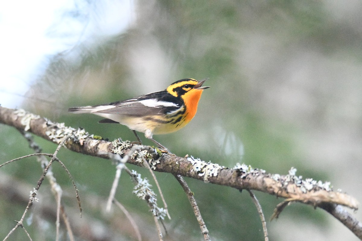 Blackburnian Warbler - Ezekiel Dobson