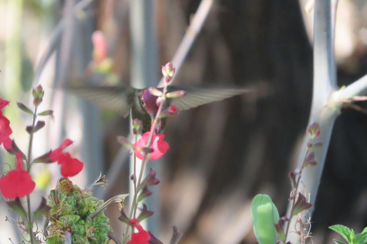 Anna's Hummingbird - David Brinkman