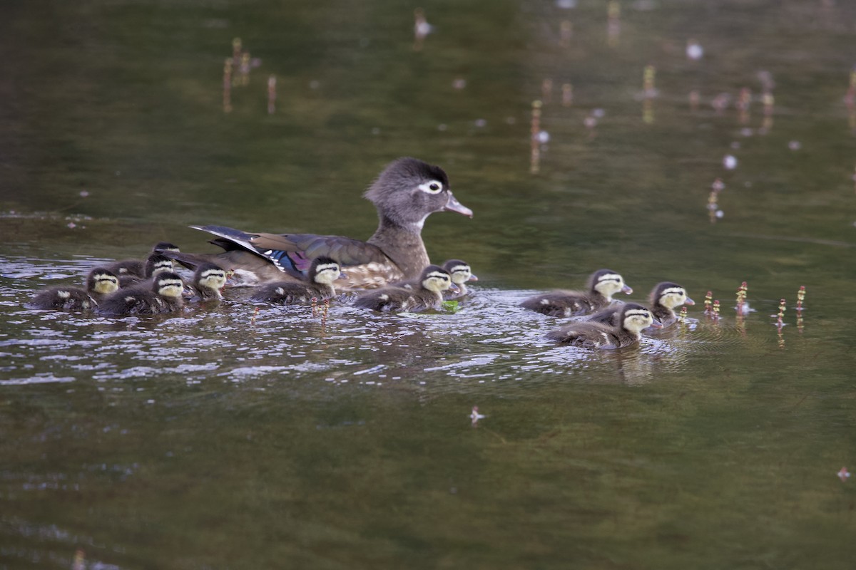 Wood Duck - Robert Snider