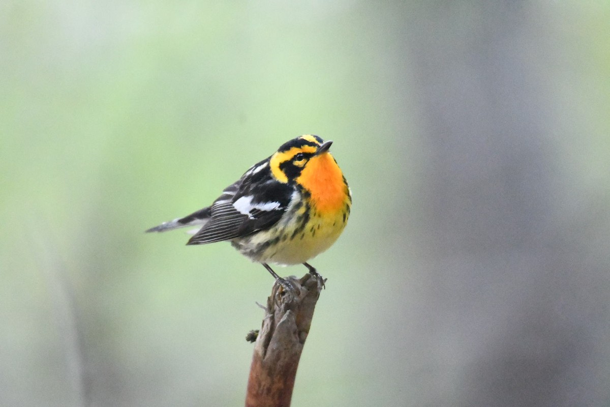 Blackburnian Warbler - Ezekiel Dobson