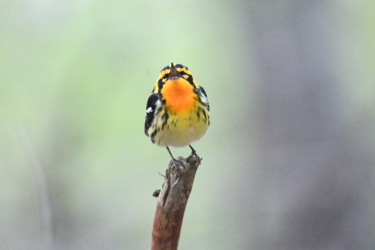 Blackburnian Warbler - Ezekiel Dobson