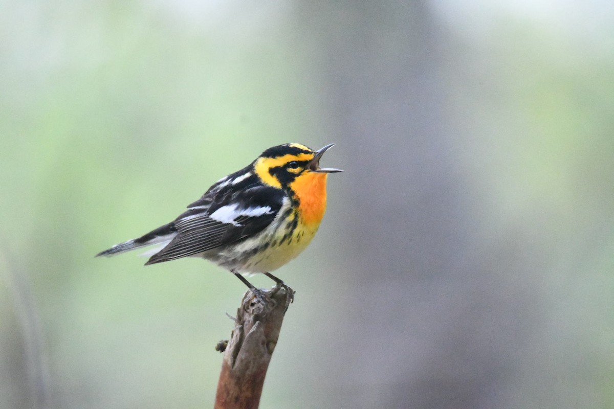 Blackburnian Warbler - Ezekiel Dobson