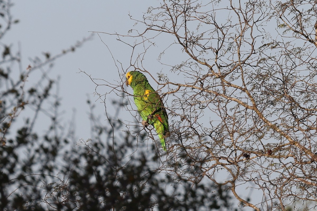 Turquoise-fronted Parrot - Hubert Stelmach