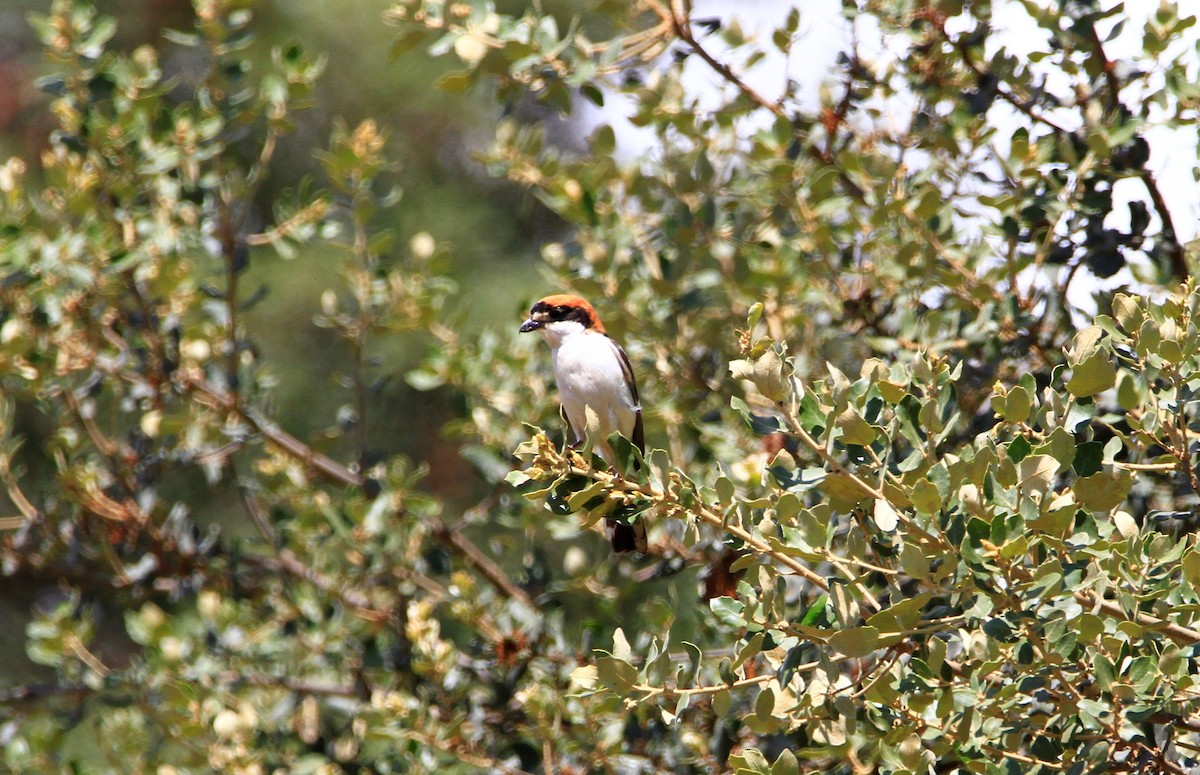 Woodchat Shrike - Carlos Figueiredo