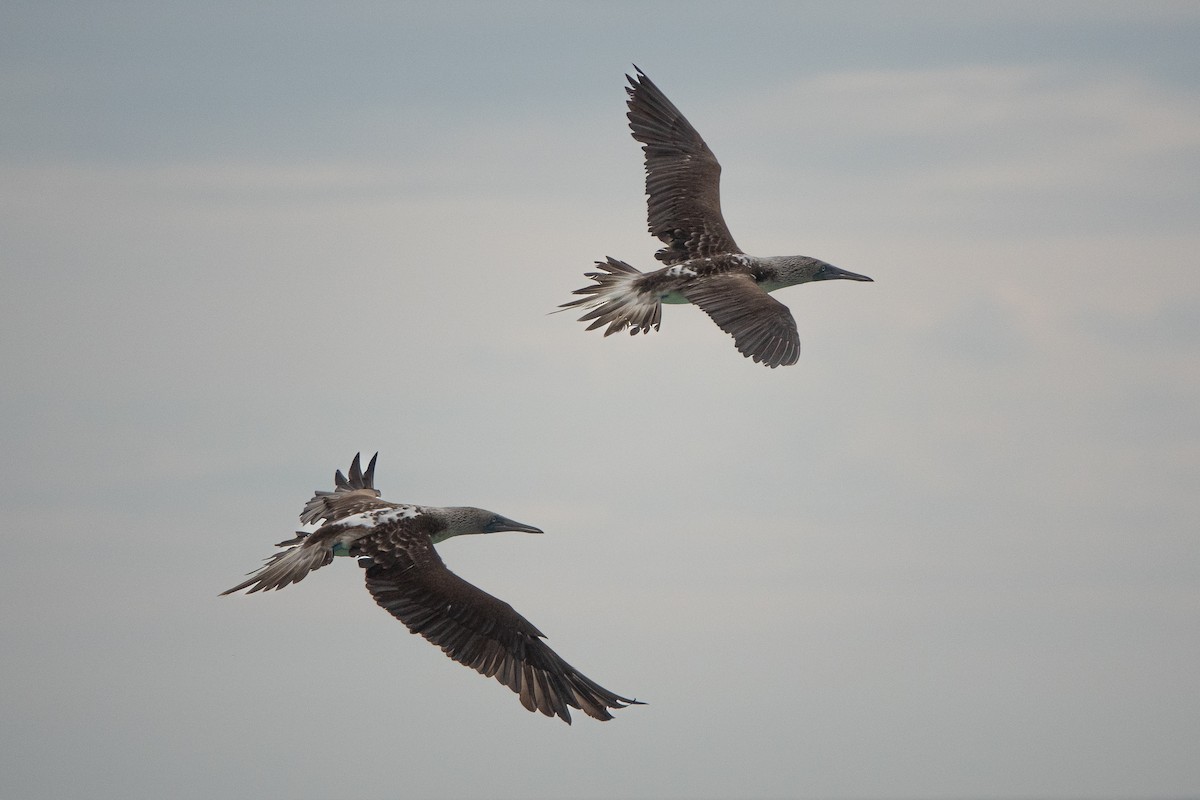 Blue-footed Booby - ML619458508