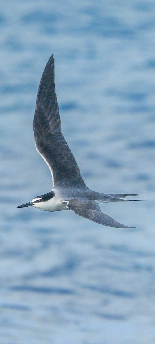 Bridled Tern - Roger Horn