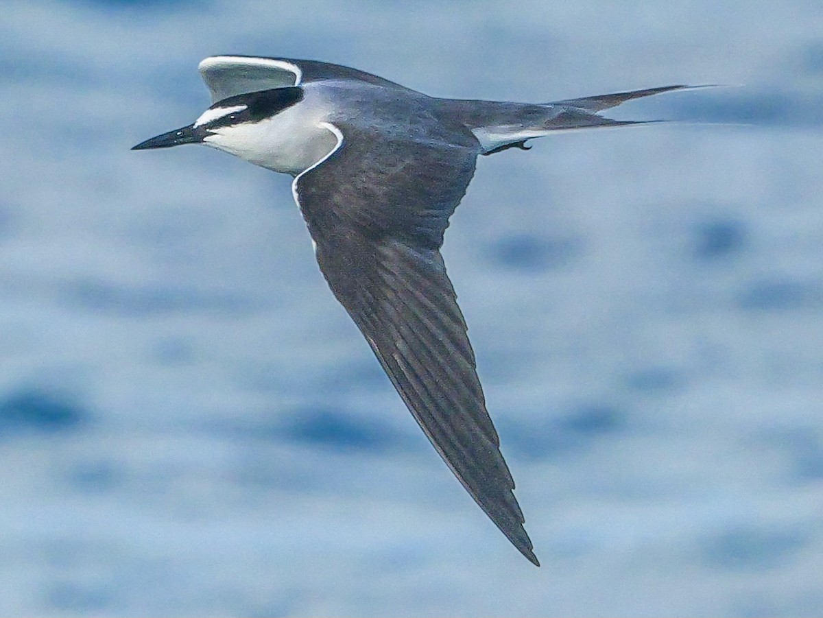 Bridled Tern - Roger Horn