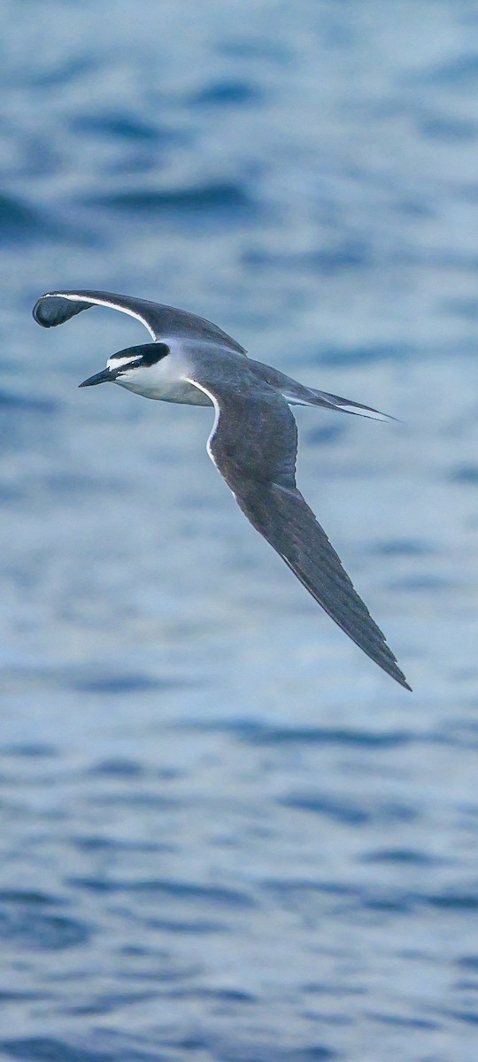 Bridled Tern - Roger Horn