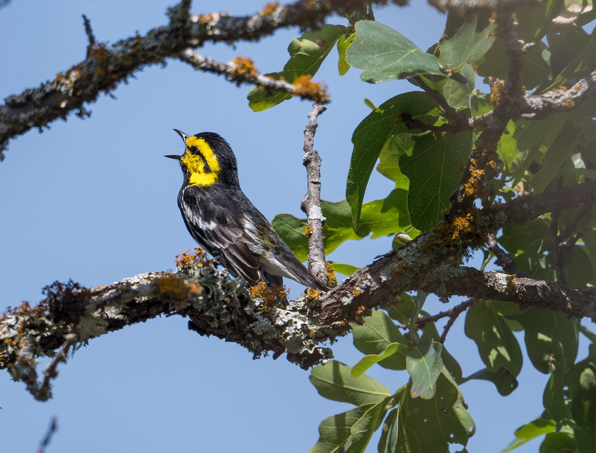 Golden-cheeked Warbler - ML619458515