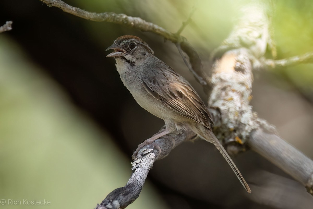 Rufous-crowned Sparrow - Rich Kostecke