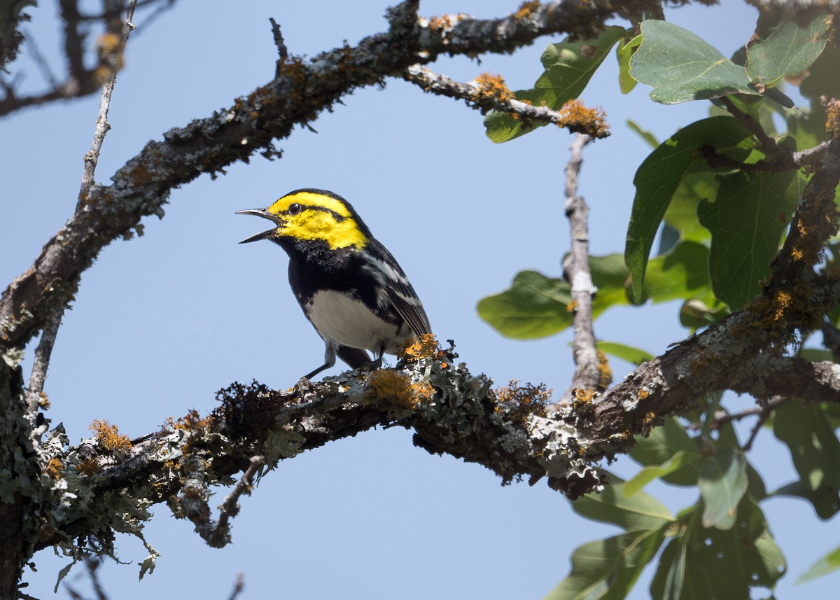 Golden-cheeked Warbler - ML619458520