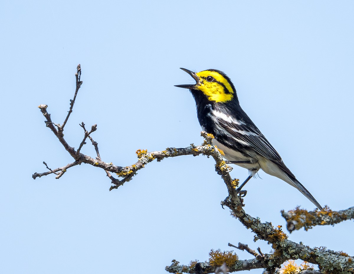 Golden-cheeked Warbler - ML619458524