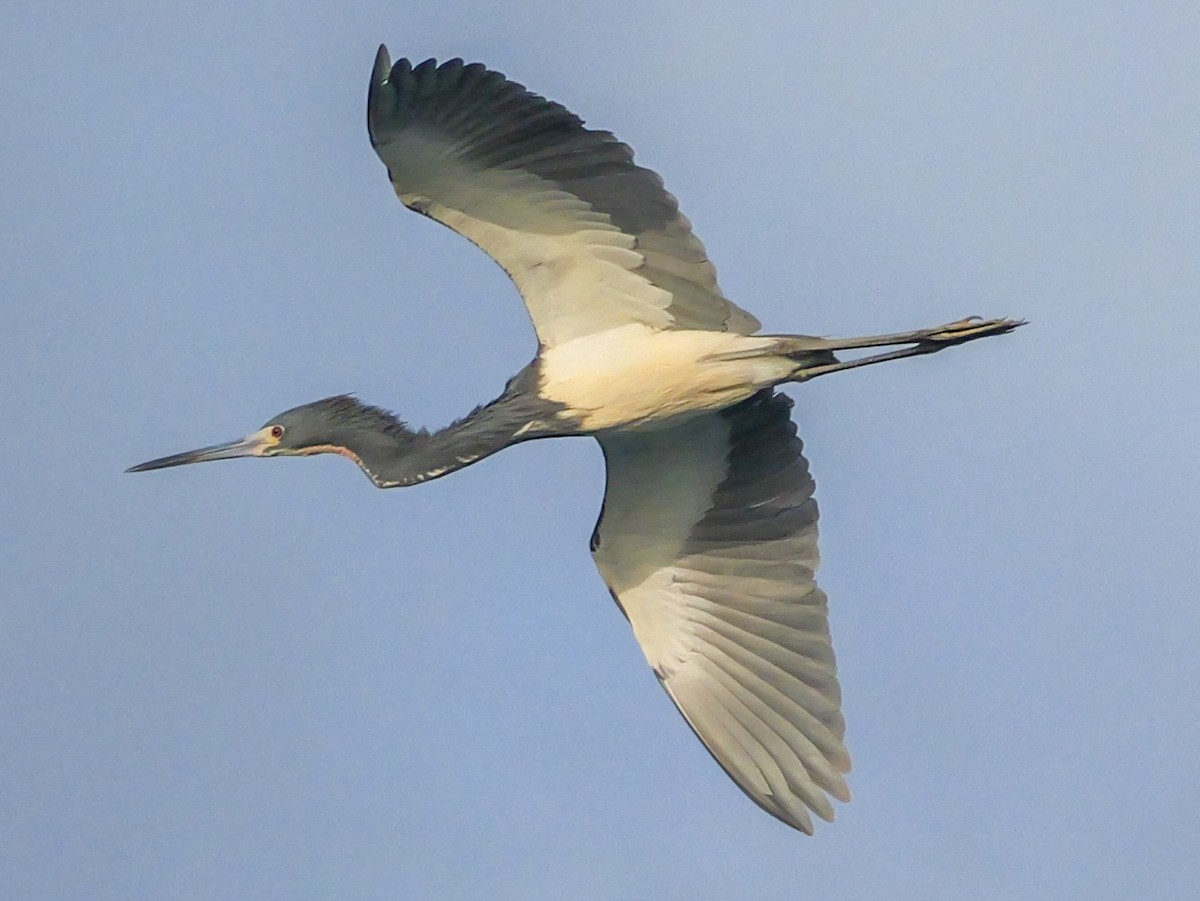 Tricolored Heron - Roger Horn