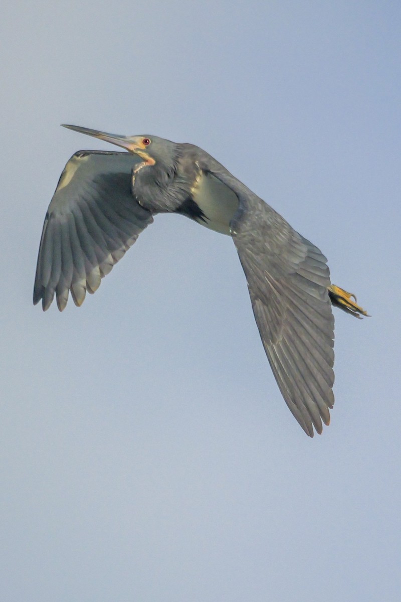 Tricolored Heron - Roger Horn