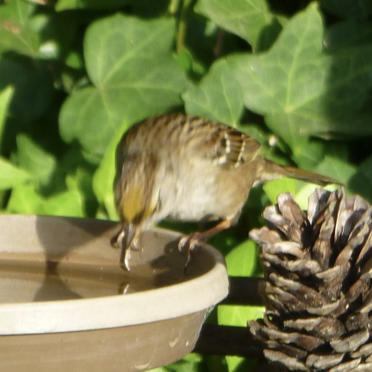 Golden-crowned Sparrow - Anonymous