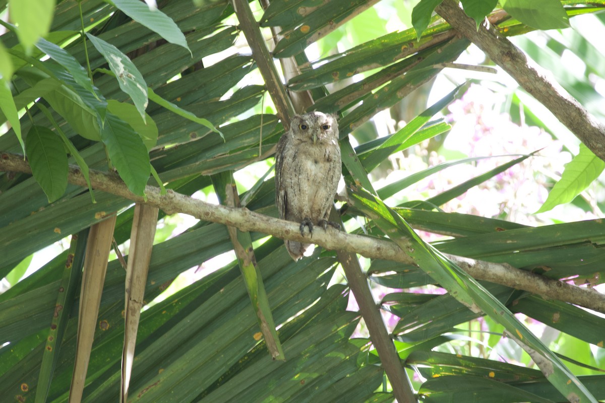 Pacific Screech-Owl - allie bluestein