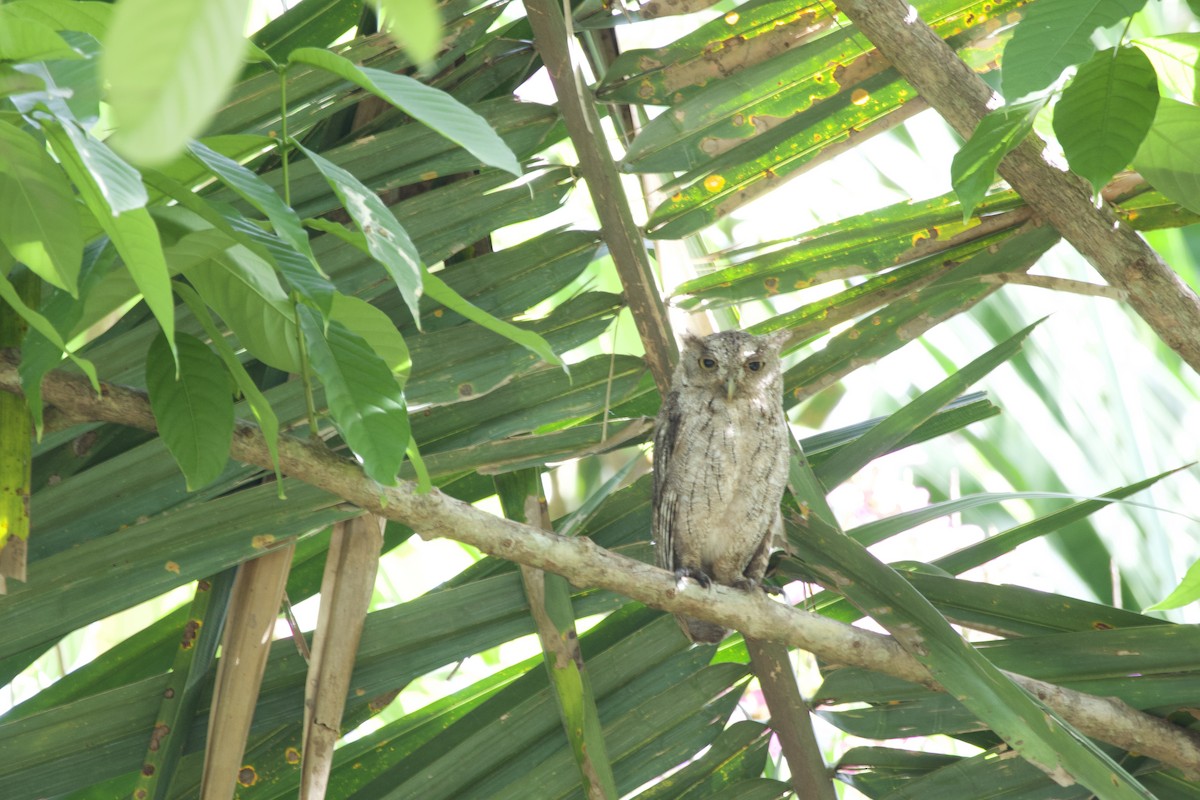 Pacific Screech-Owl - allie bluestein