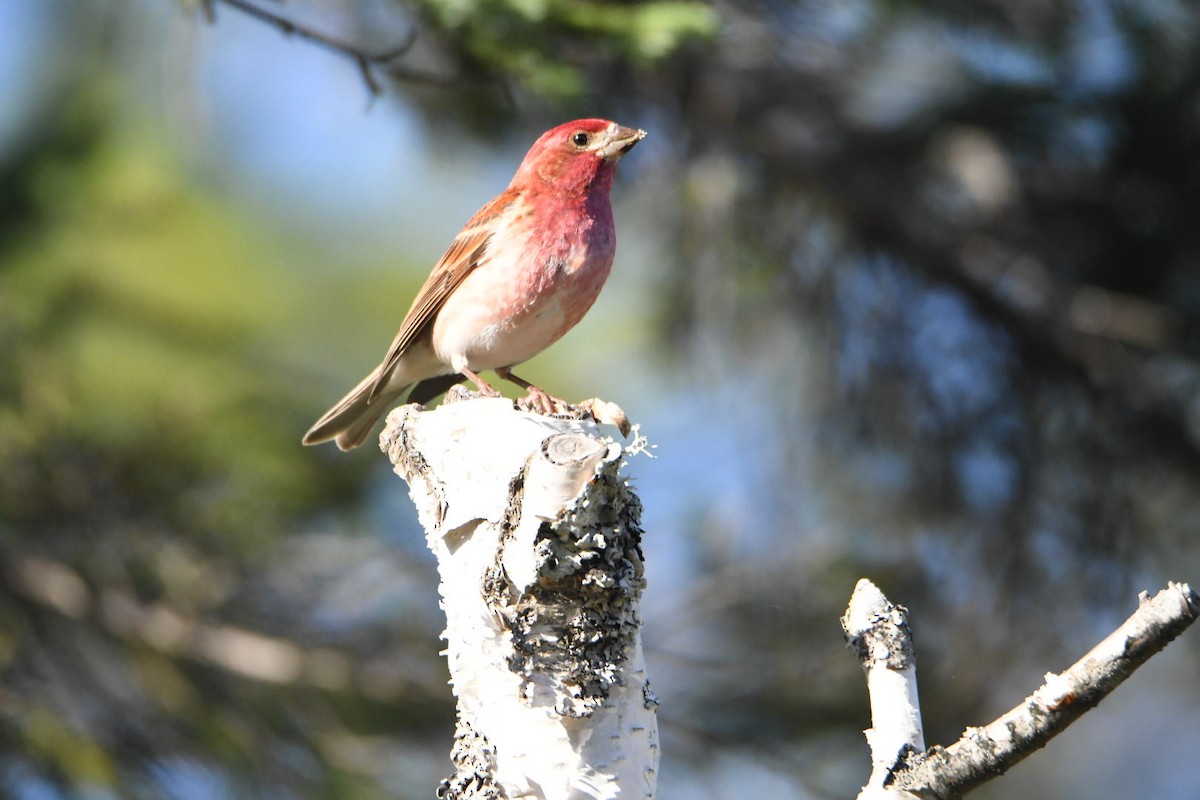 Purple Finch - Ezekiel Dobson