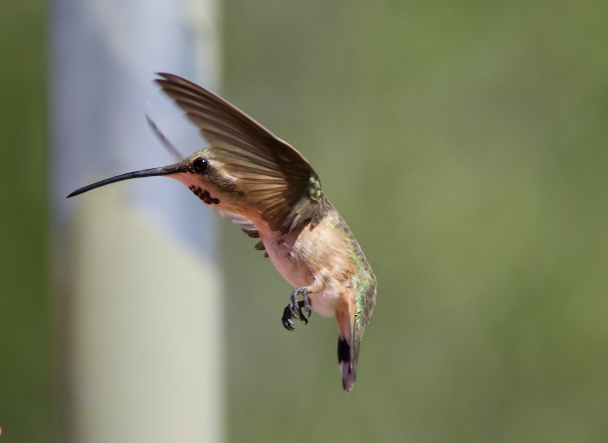 Lucifer Hummingbird - Pauline Yeckley