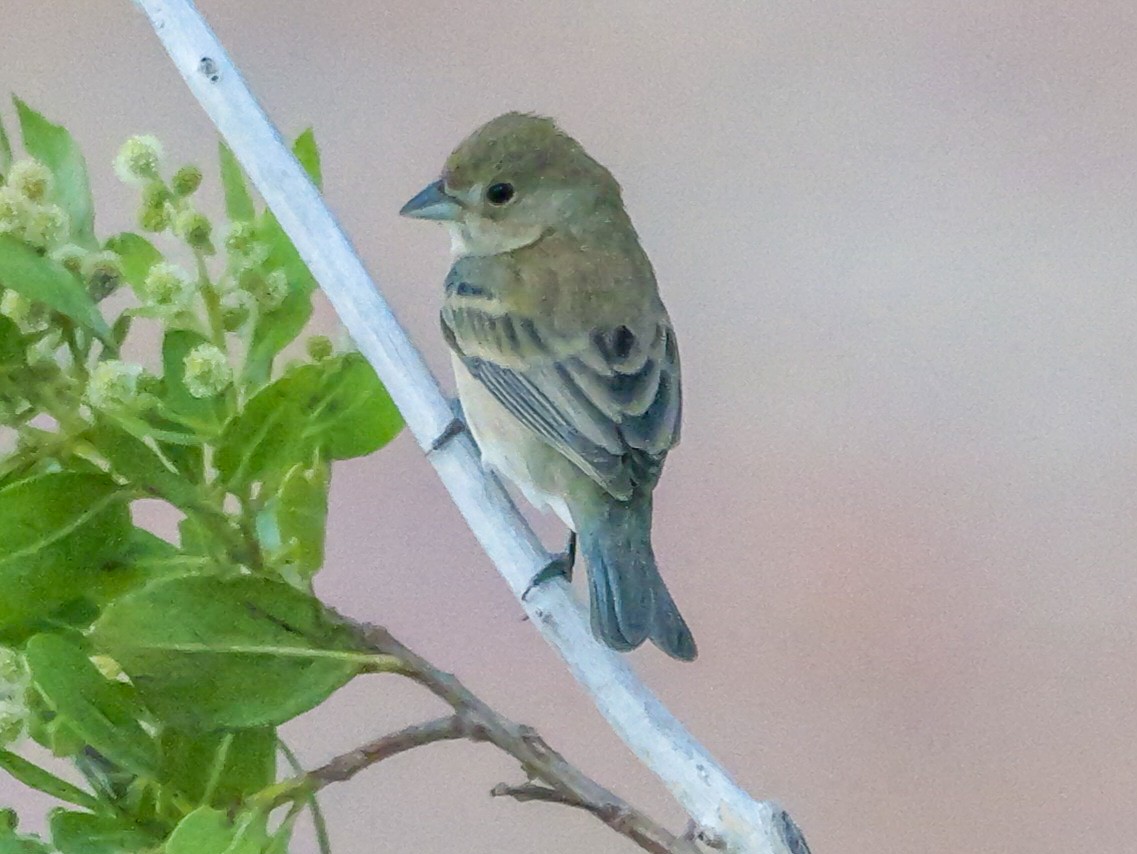 Indigo Bunting - Roger Horn