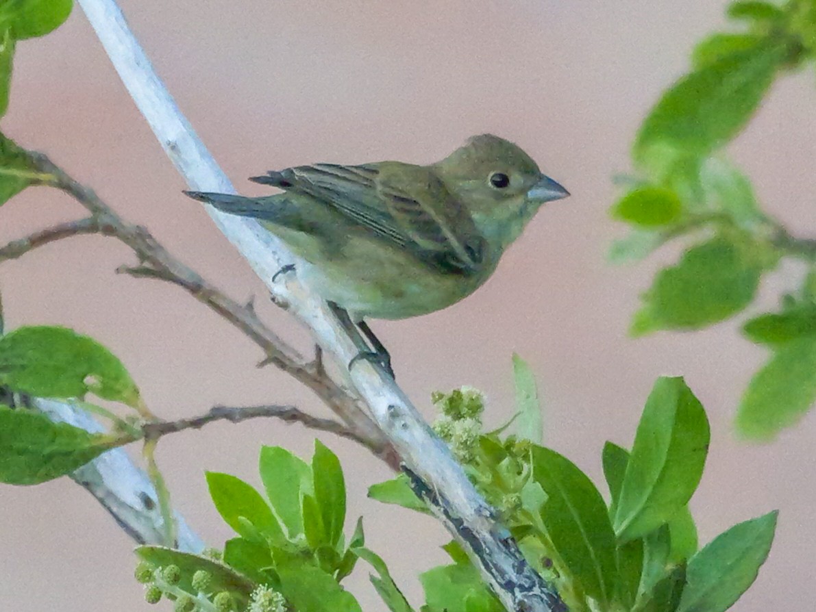 Indigo Bunting - Roger Horn