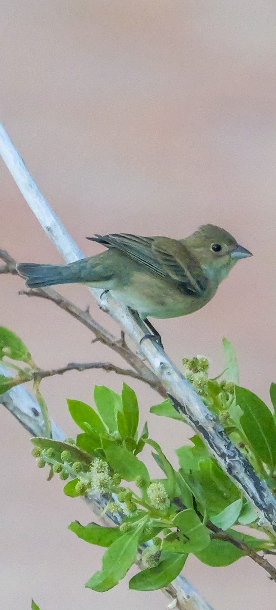 Indigo Bunting - Roger Horn