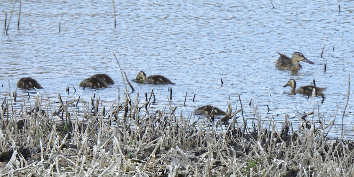 Cinnamon Teal - Michael I Christie