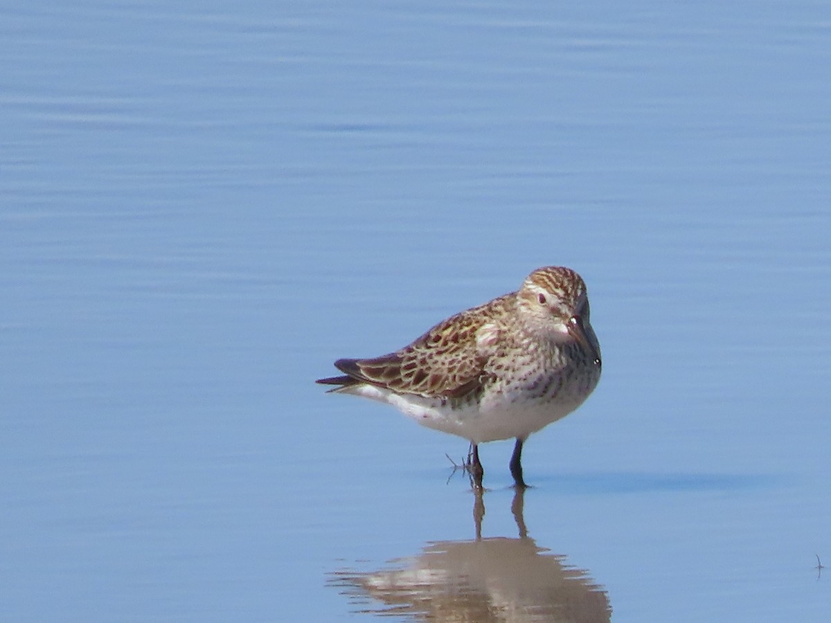 White-rumped Sandpiper - Dick Zerger