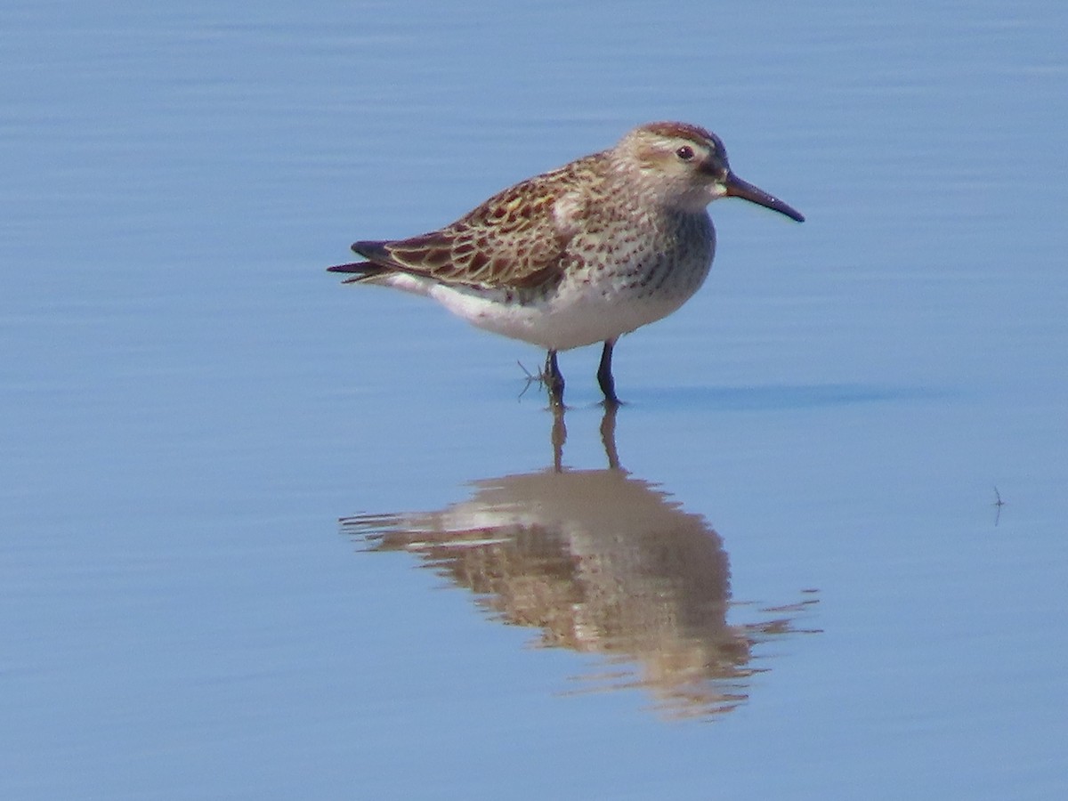 White-rumped Sandpiper - Dick Zerger