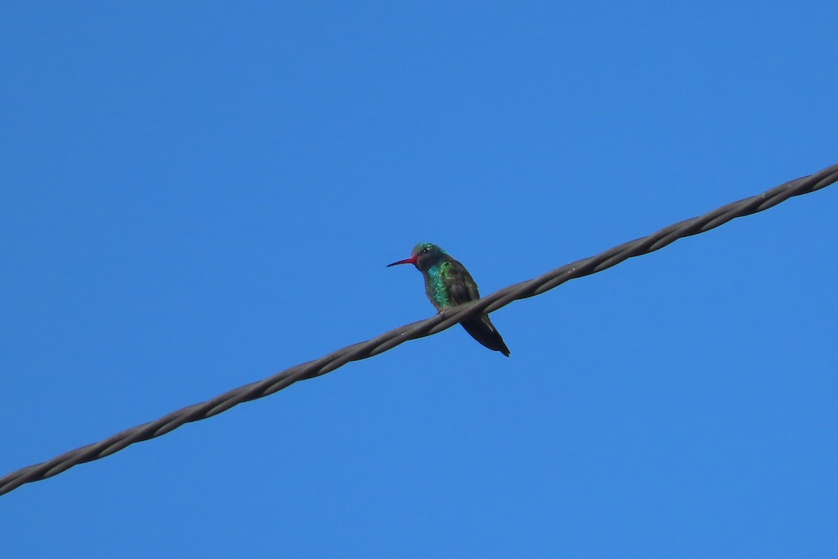 Broad-billed Hummingbird - David Brinkman