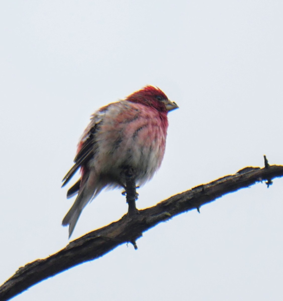 Purple Finch - Cécile Charlton