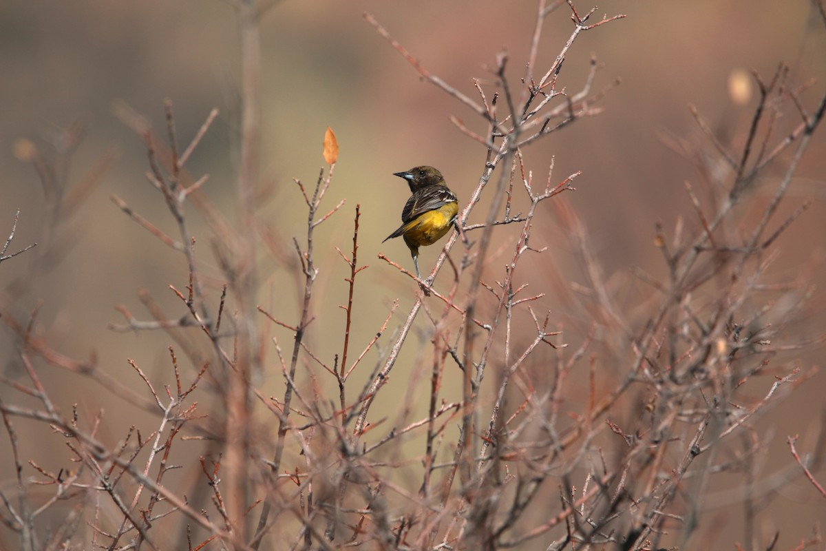 Scott's Oriole - Jesse Pline