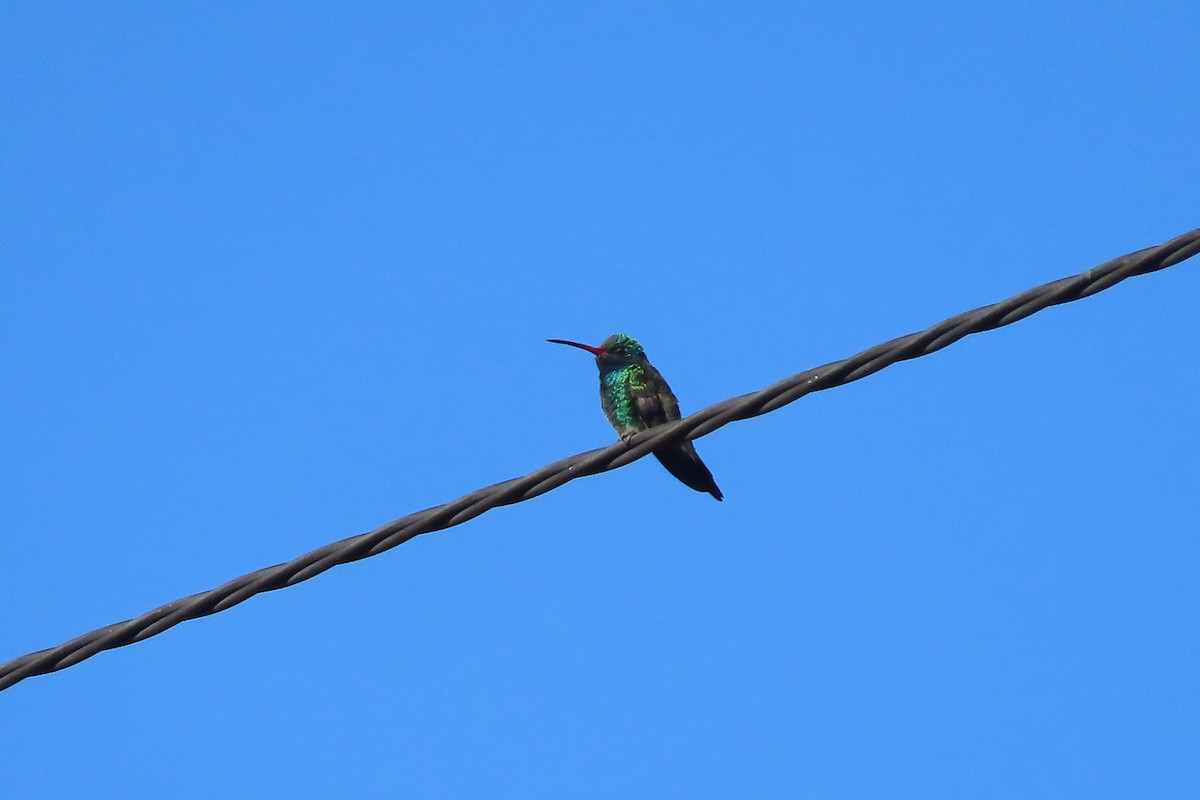 Broad-billed Hummingbird - David Brinkman