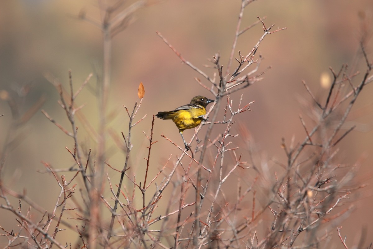 Scott's Oriole - Jesse Pline