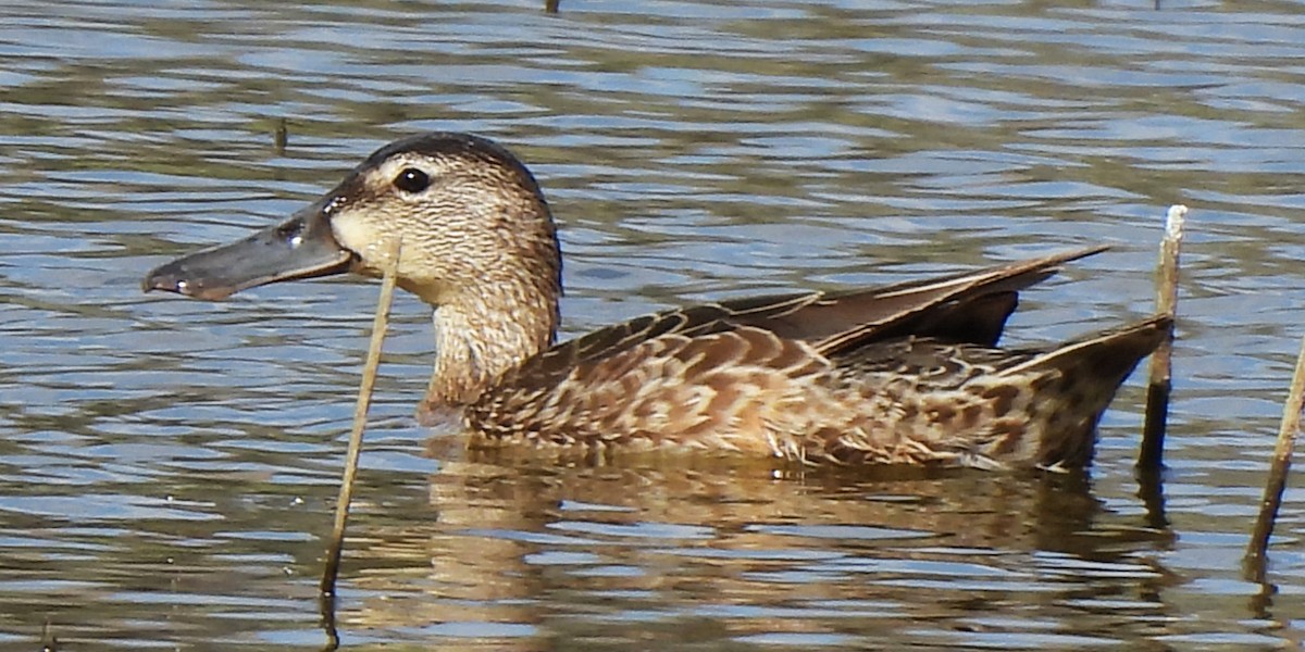 Cinnamon Teal - Michael I Christie