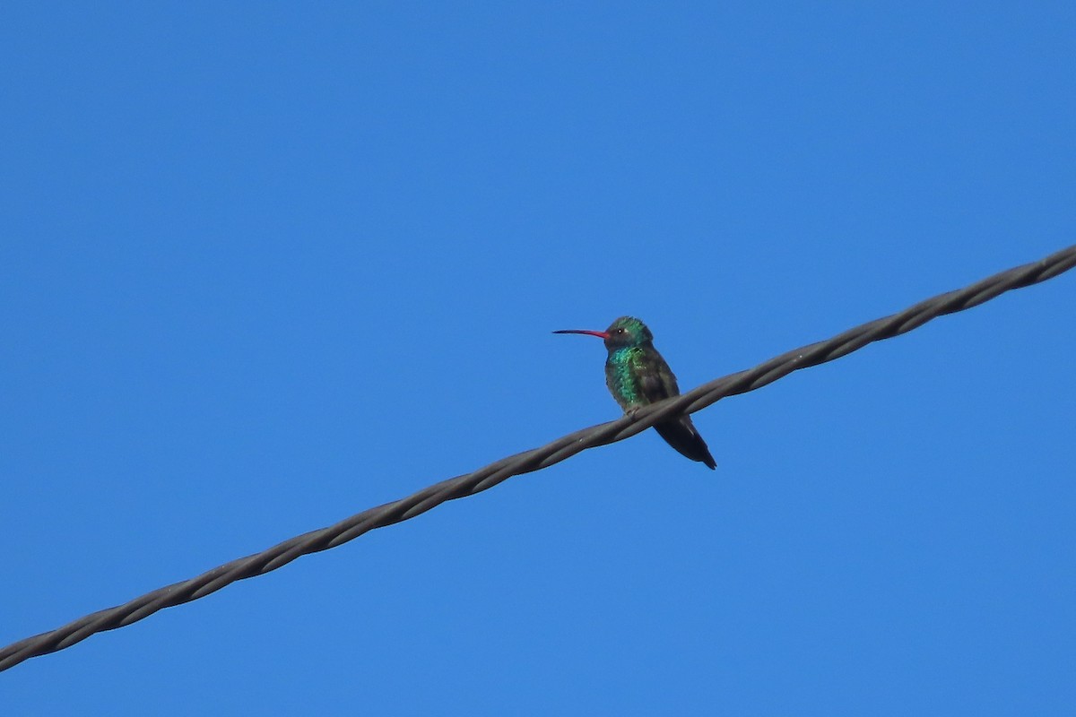 Broad-billed Hummingbird - David Brinkman