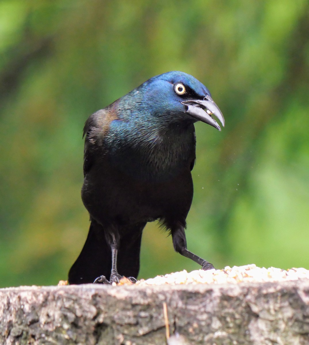 Common Grackle - ML619458615