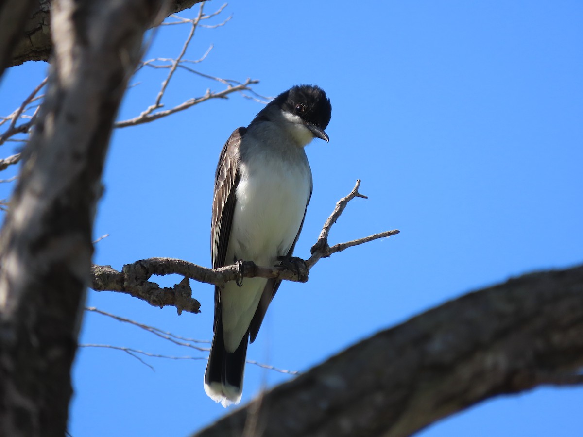 Eastern Kingbird - Dick Zerger