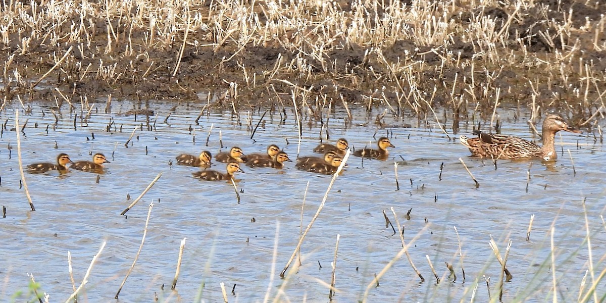 Mallard - Michael I Christie